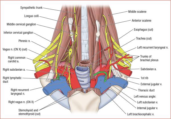 thumbs/Root of the Neck.jpeg.jpg